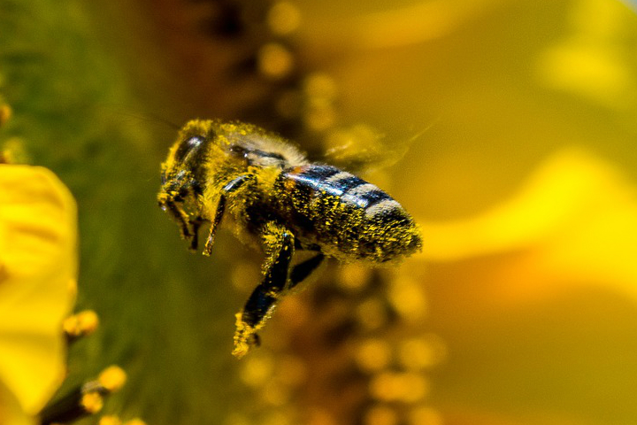 bee-focus-sunflower-composition