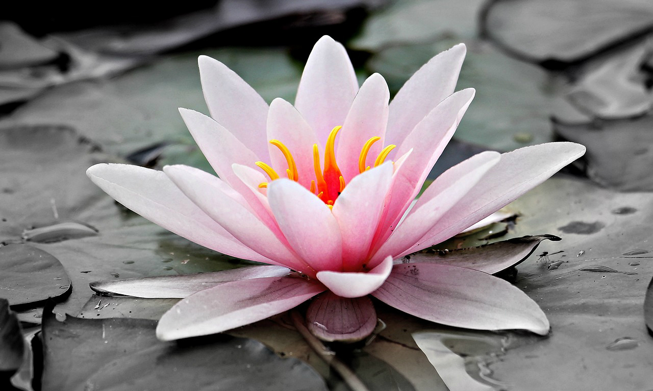 water-lily-1280x768