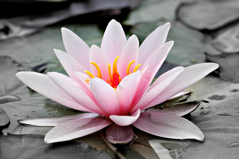 water-lily-768